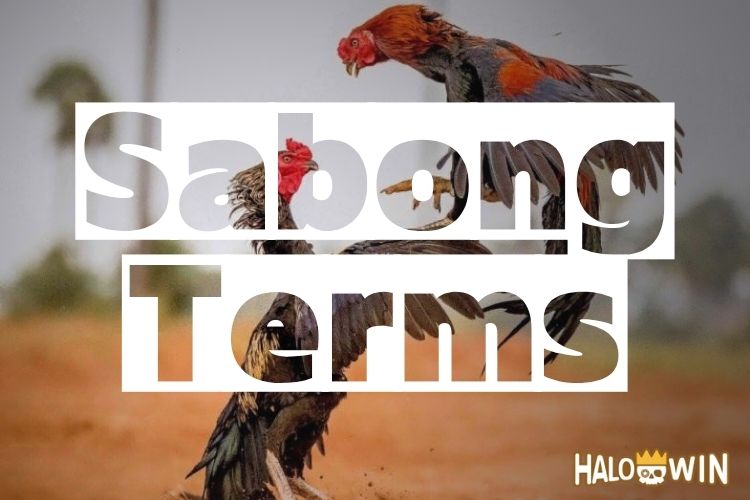 Online Sabong Betting Platforms Worth Playing